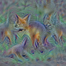 n02119022 red fox, Vulpes vulpes